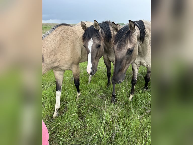 American Quarter Horse Gelding 2 years Grullo in Bismarck