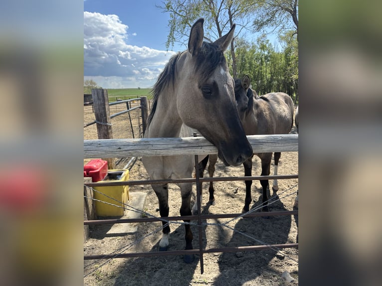 American Quarter Horse Gelding 2 years Grullo in Bismarck