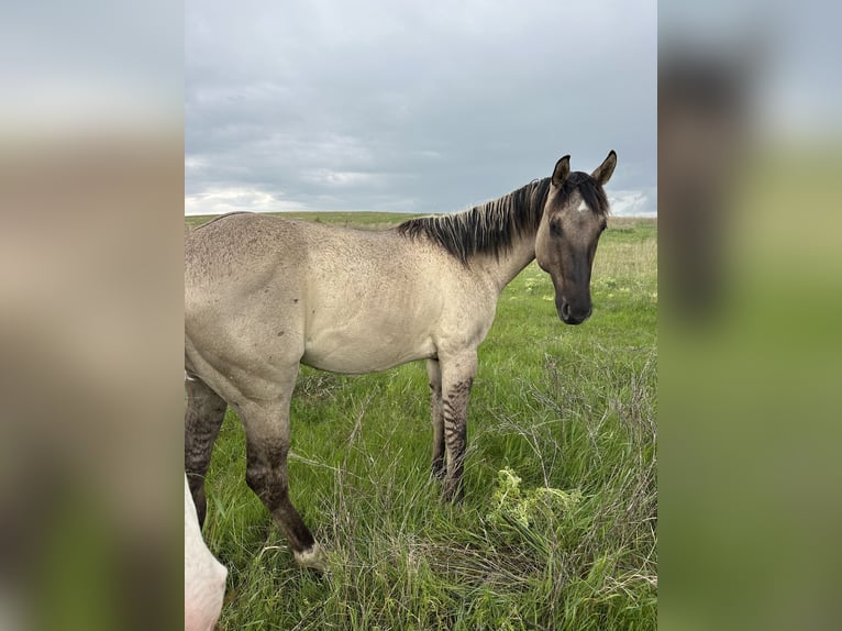 American Quarter Horse Gelding 2 years Grullo in Bismarck