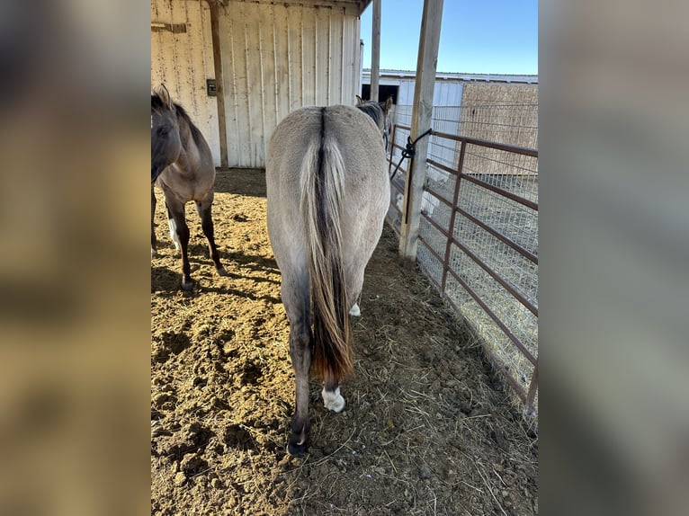 American Quarter Horse Gelding 2 years Grullo in Bismarck