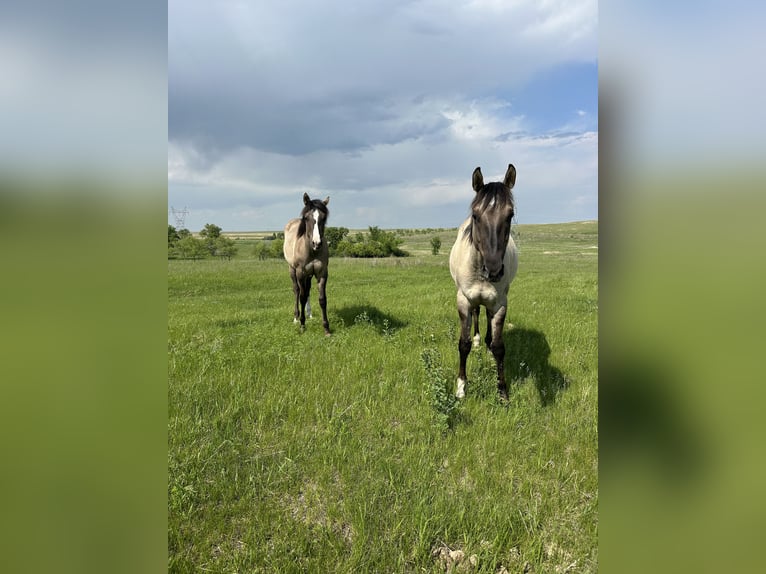 American Quarter Horse Gelding 2 years Grullo in Bismarck