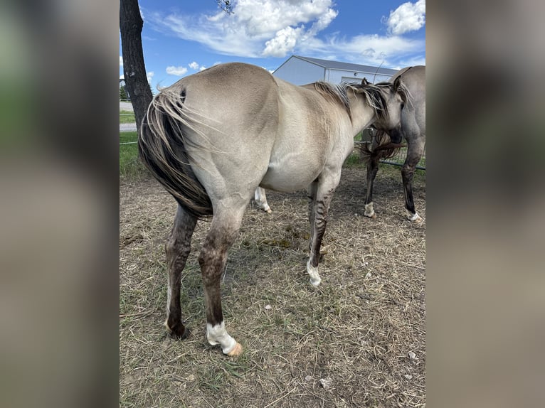 American Quarter Horse Gelding 2 years Grullo in Bismarck