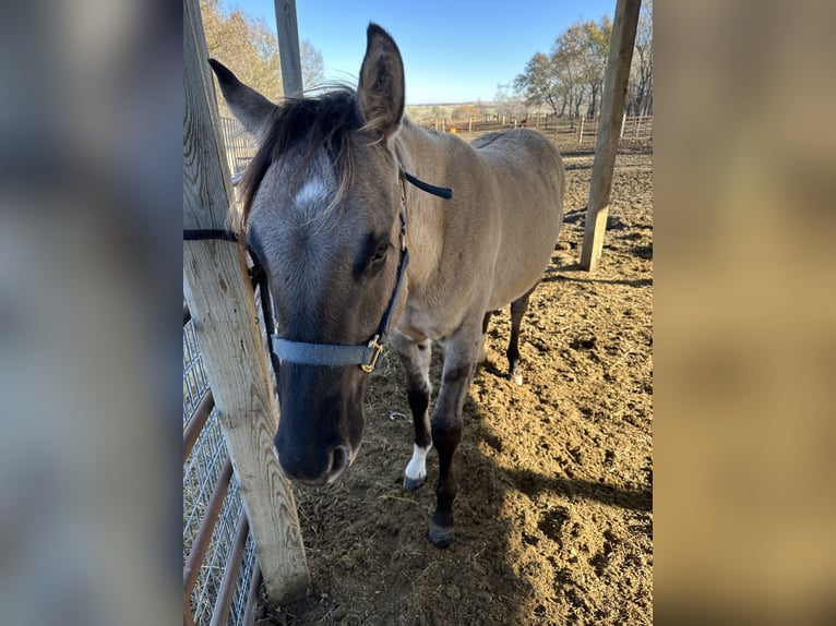 American Quarter Horse Gelding 2 years Grullo in Bismarck