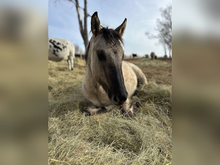 American Quarter Horse Gelding 2 years Grullo in Bismarck