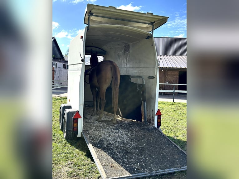 American Quarter Horse Gelding 2 years in Rzezawa