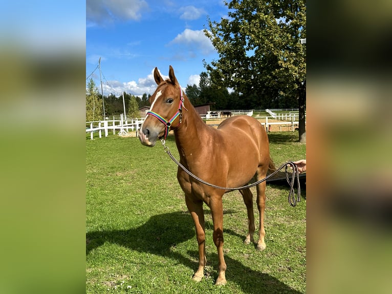 American Quarter Horse Gelding 2 years in Rzezawa