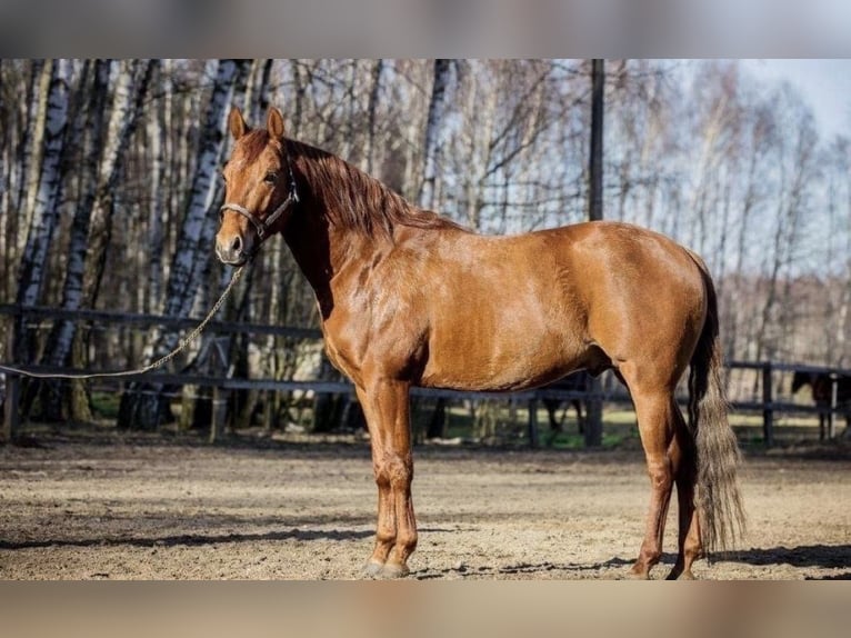 American Quarter Horse Gelding 2 years in Rzezawa