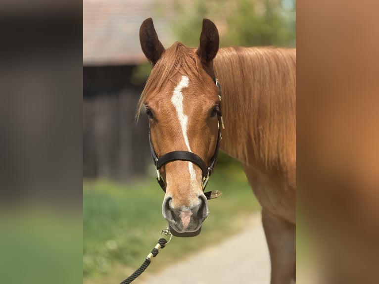American Quarter Horse Gelding 2 years  in Memmingen