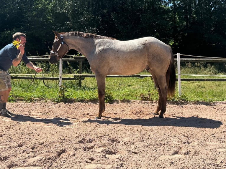 American Quarter Horse Gelding 2 years Roan-Bay in Eurasburg