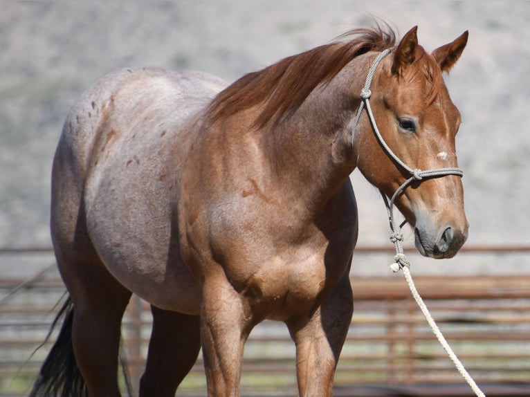 American Quarter Horse Gelding 2 years Roan-Red in Congress