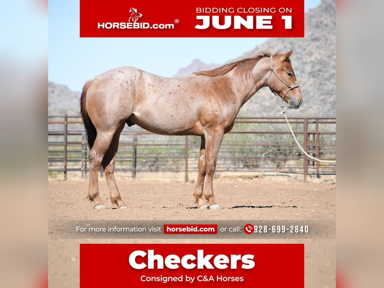 American Quarter Horse Gelding 2 years Roan-Red in Congress