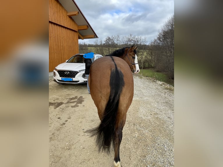 American Quarter Horse Gelding 3 years 13,2 hh Bay-Dark in Baltmannsweiler