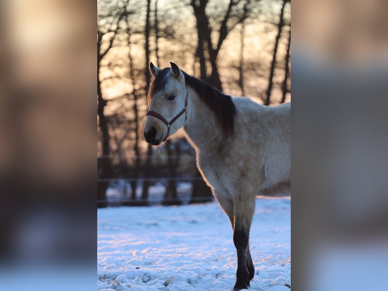 American Quarter Horse Gelding 3 years 13.2 hh Buckskin in Zernitz Lohm