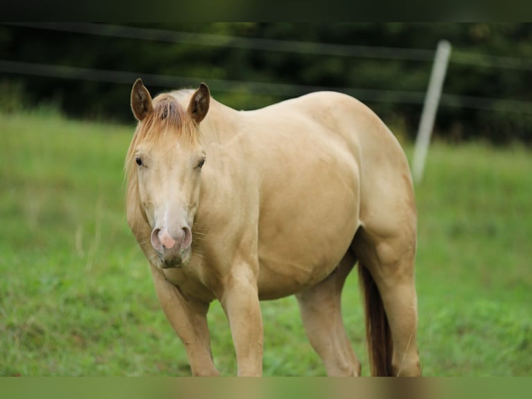 American Quarter Horse Gelding 3 years 13,2 hh Champagne in Waldshut-Tiengen