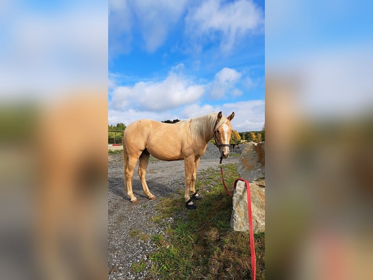 American Quarter Horse Gelding 3 years 13.2 hh Palomino in Ulrichschlag