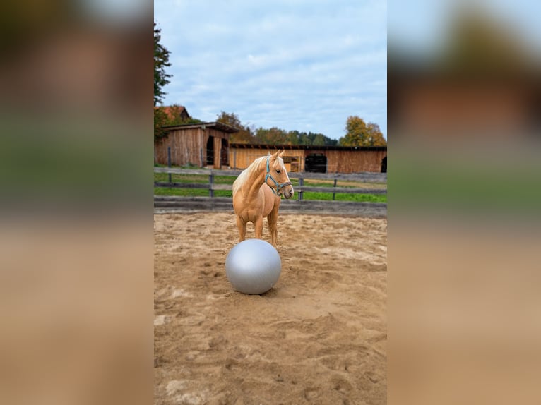 American Quarter Horse Gelding 3 years 13.2 hh Palomino in Ulrichschlag