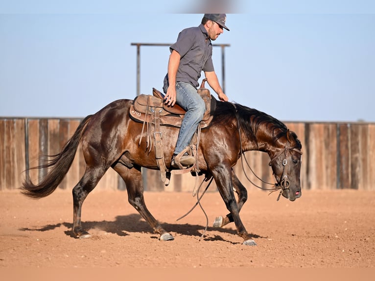 American Quarter Horse Gelding 3 years 13,3 hh Brown in Waco, TX