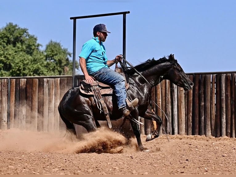 American Quarter Horse Gelding 3 years 13,3 hh Brown in Waco, TX