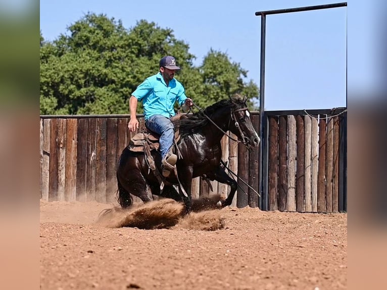 American Quarter Horse Gelding 3 years 13,3 hh Brown in Waco, TX