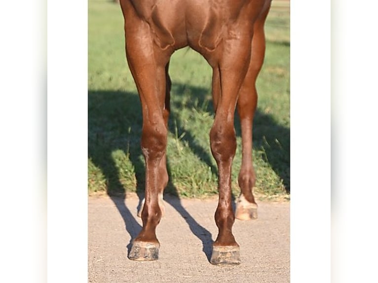 American Quarter Horse Gelding 3 years 13,3 hh Chestnut in Athens TX