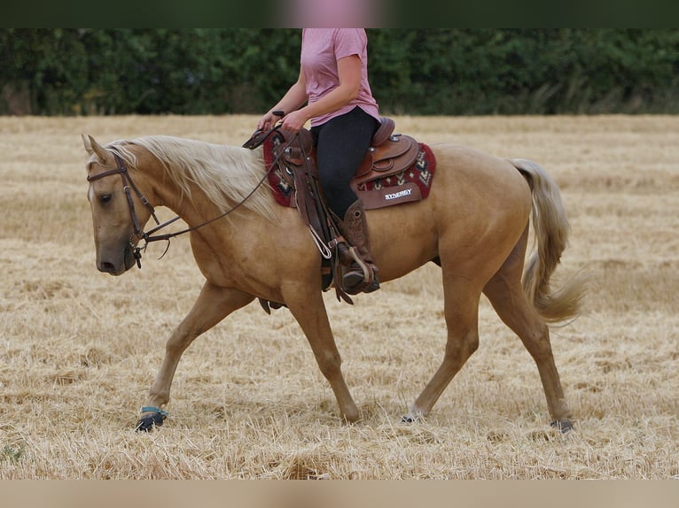 American Quarter Horse Gelding 3 years 13.3 hh Palomino in Kastellaun