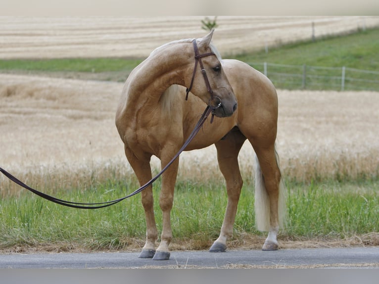 American Quarter Horse Gelding 3 years 13.3 hh Palomino in Kastellaun