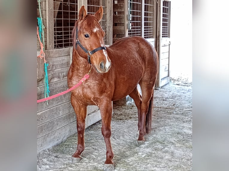 American Quarter Horse Gelding 3 years 13 hh Roan-Red in Jefferson City