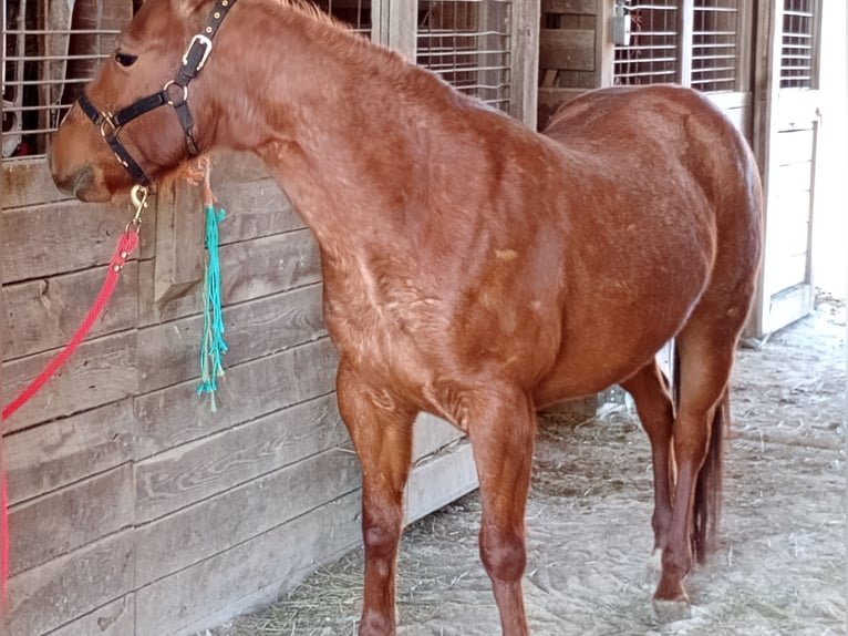 American Quarter Horse Gelding 3 years 13 hh Roan-Red in Jefferson City