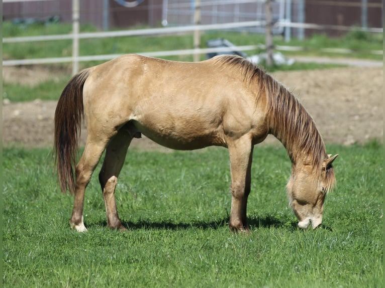 American Quarter Horse Gelding 3 years 13,3 hh Champagne in Waldshut-Tiengen