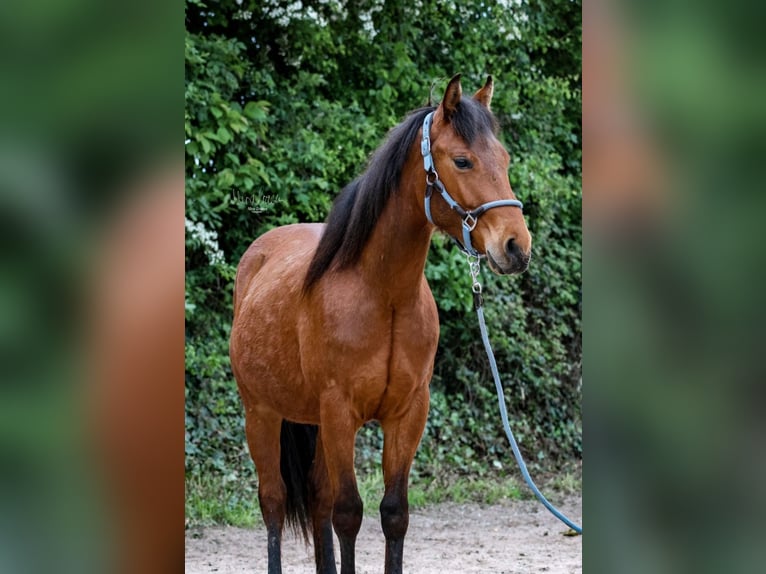 American Quarter Horse Gelding 3 years 14,1 hh Brown in Bassenheim