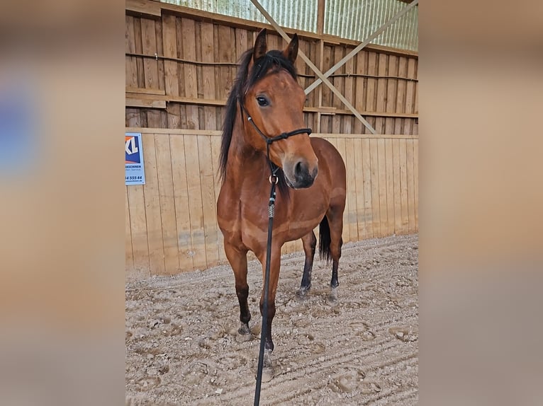 American Quarter Horse Gelding 3 years 14,1 hh Brown in Bassenheim