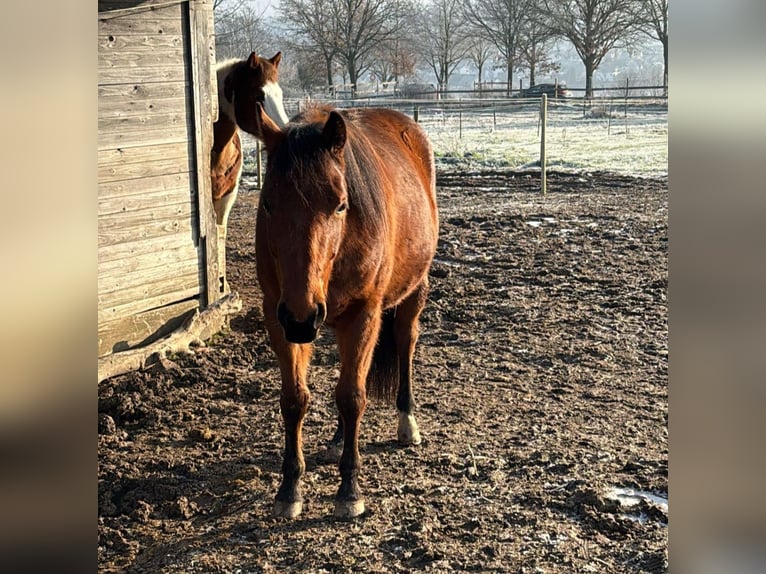 American Quarter Horse Gelding 3 years 14,1 hh Brown in Bassenheim