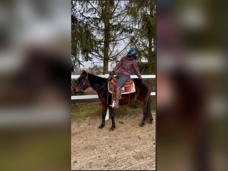 American Quarter Horse Gelding 3 years 14,1 hh Brown in Fincken