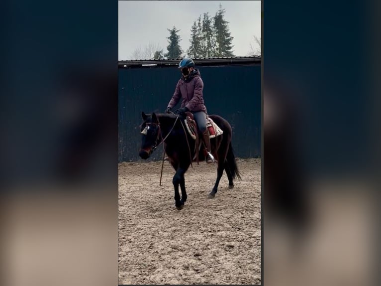 American Quarter Horse Gelding 3 years 14,1 hh Brown in Fincken