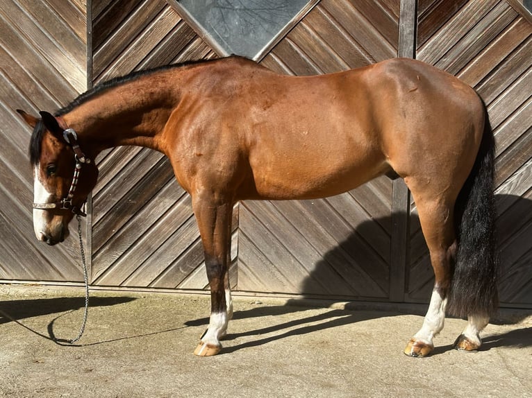 American Quarter Horse Gelding 3 years 14,1 hh Brown in Amel