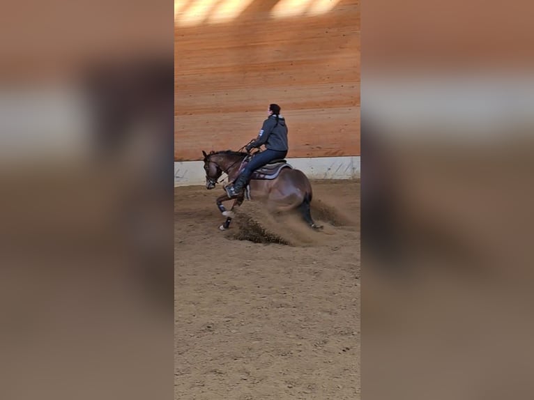 American Quarter Horse Gelding 3 years 14,1 hh Brown in Amel