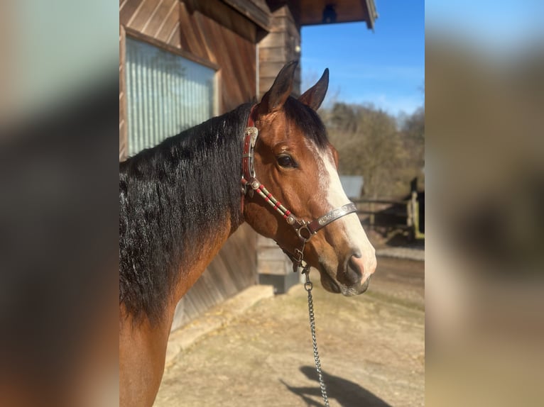 American Quarter Horse Gelding 3 years 14,1 hh Brown in Amel