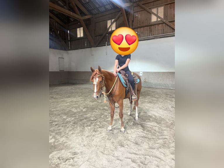 American Quarter Horse Gelding 3 years 14.1 hh Chestnut-Red in Wasserburg am Inn