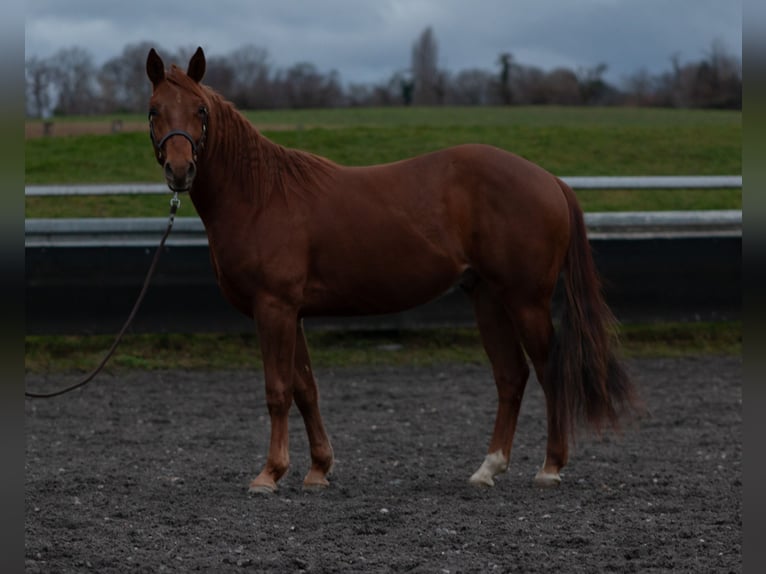 American Quarter Horse Gelding 3 years 14,1 hh Chestnut-Red in Kappelen