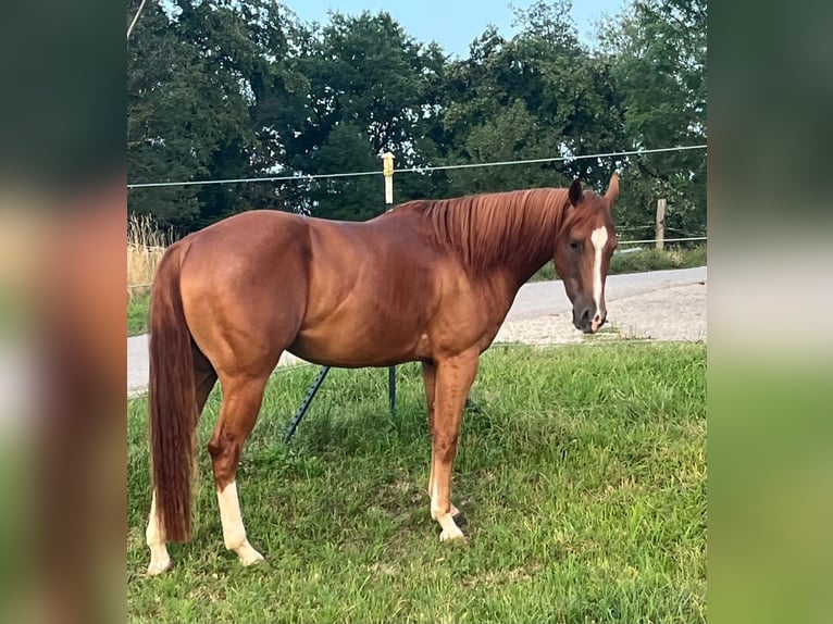 American Quarter Horse Gelding 3 years 14.1 hh Chestnut in Wasserburg am Inn