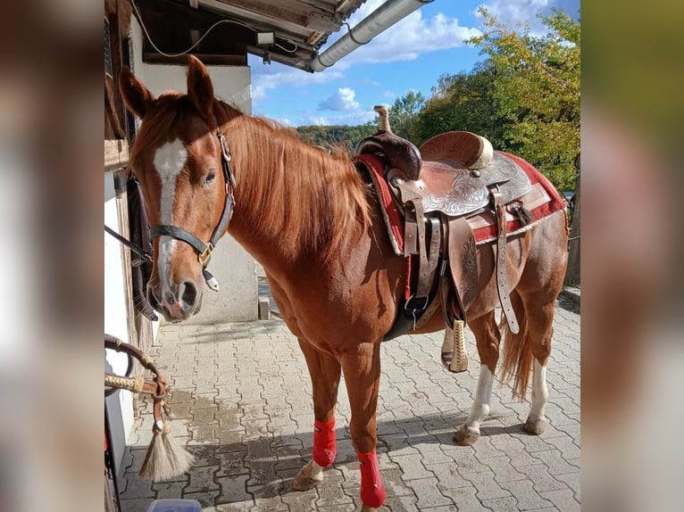 American Quarter Horse Gelding 3 years 14.1 hh Chestnut in Wasserburg am Inn