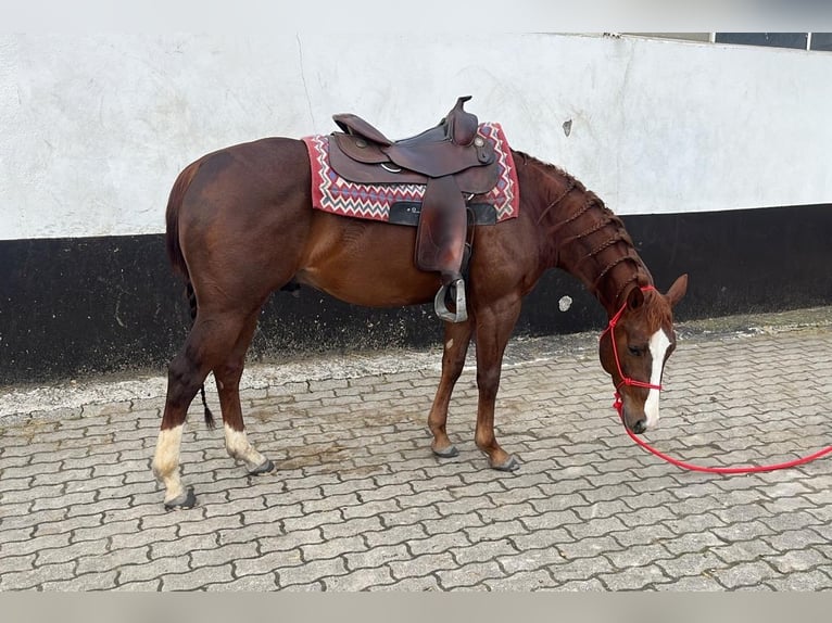 American Quarter Horse Gelding 3 years 14,1 hh Chestnut in Kappelen