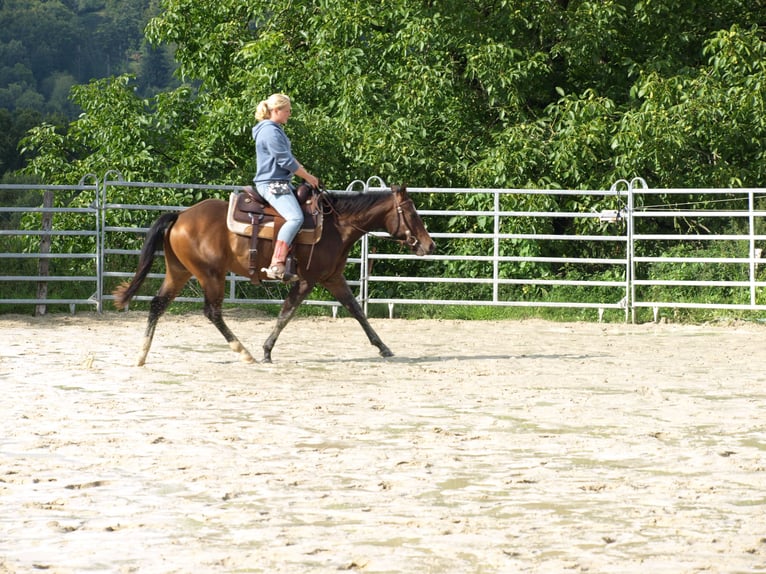 American Quarter Horse Gelding 3 years 14.1 hh  in Rödinghausen