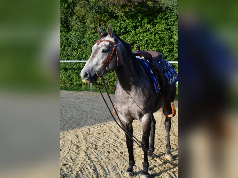 American Quarter Horse Gelding 3 years 14.1 hh Grey-Dapple in Geilenkirchen