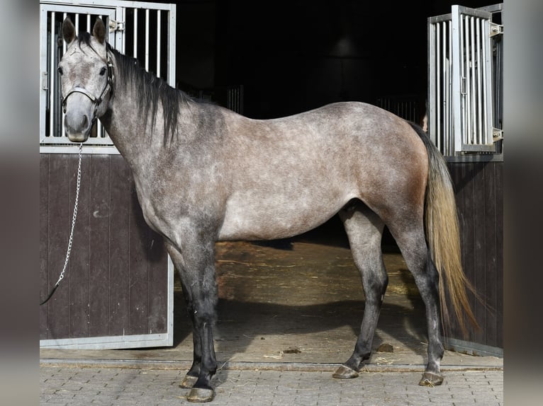 American Quarter Horse Gelding 3 years 14.1 hh Grey-Dapple in Thorn
