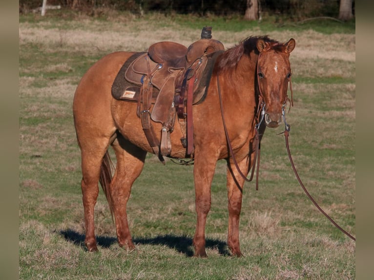 American Quarter Horse Gelding 3 years 14,1 hh Red Dun in Carthage, TX