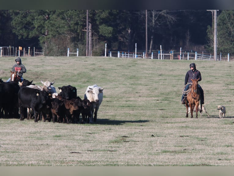 American Quarter Horse Gelding 3 years 14,1 hh Red Dun in Carthage, TX