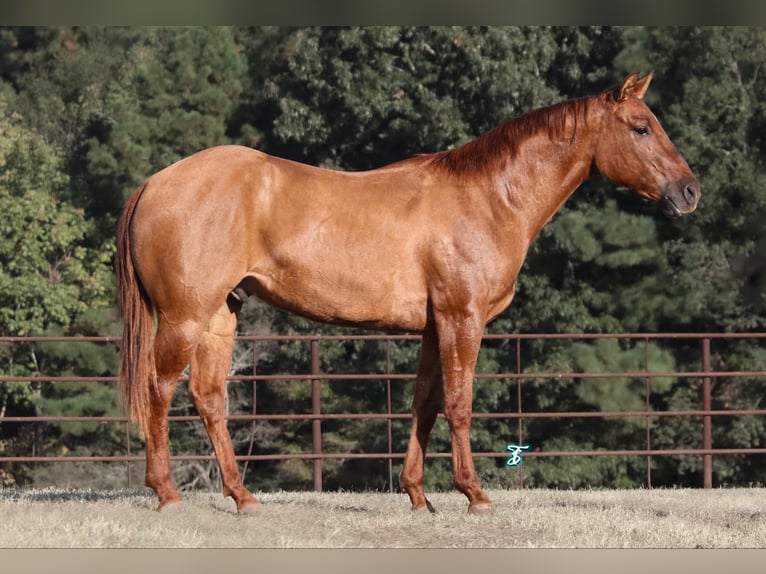 American Quarter Horse Gelding 3 years 14,1 hh Red Dun in Carthage, TX