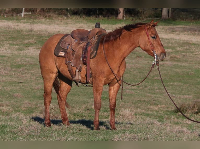 American Quarter Horse Gelding 3 years 14,1 hh Red Dun in Carthage, TX