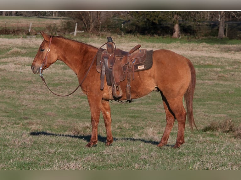 American Quarter Horse Gelding 3 years 14,1 hh Red Dun in Carthage, TX